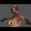 Human Male  Female Complete Anatomy