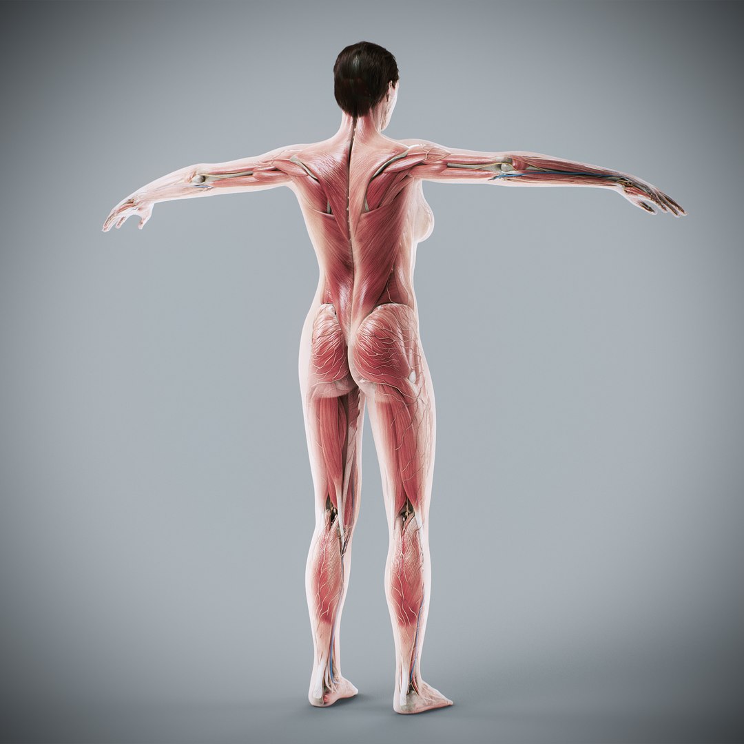 3d https://p.turbosquid.com/ts-thumb/ix/DEmZHd/OI/humanmaleandfemalecompleteanatomy50/jpg/1748534770/1920x1080/fit_q87/43ba7755590bb44e4ad9acf1503cb59fa880197d/humanmaleandfemalecompleteanatomy50.jpg