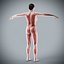 Human Male  Female Complete Anatomy