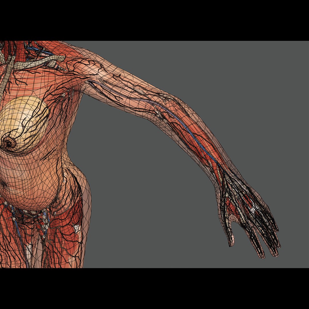 3d https://p.turbosquid.com/ts-thumb/ix/DEmZHd/Ot/humanmaleandfemalecompleteanatomy93/jpg/1748534793/1920x1080/fit_q87/8686819b2baceec51578b130efcef8a122284cb6/humanmaleandfemalecompleteanatomy93.jpg