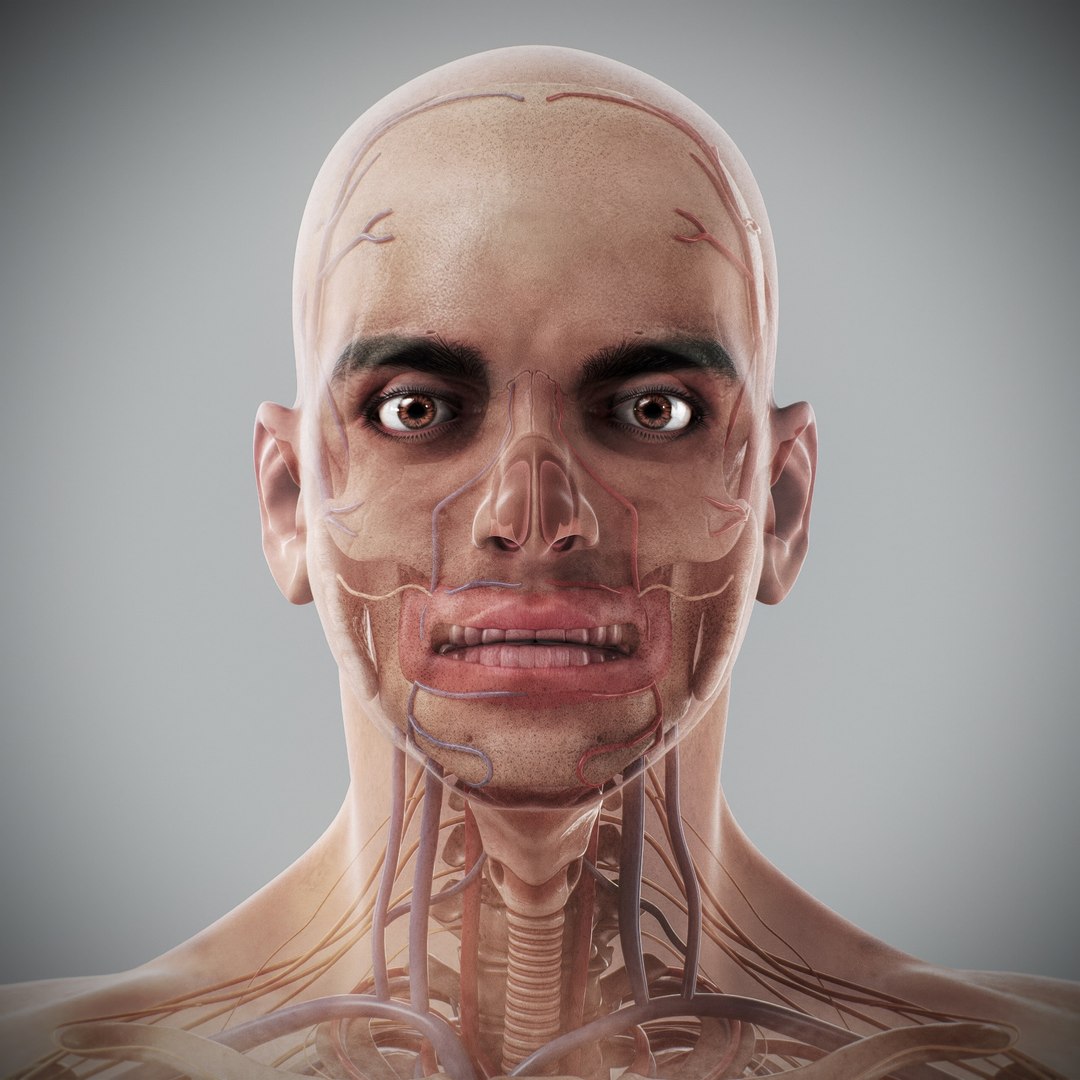 3d https://p.turbosquid.com/ts-thumb/ix/DEmZHd/Pn/humanmaleandfemalecompleteanatomy09/jpg/1748534750/1920x1080/fit_q87/3651ad901bc1ec109ddb01c2ce0b9352deef38fa/humanmaleandfemalecompleteanatomy09.jpg