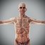 Human Male  Female Complete Anatomy