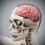 Human Male  Female Complete Anatomy