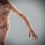Human Male  Female Complete Anatomy