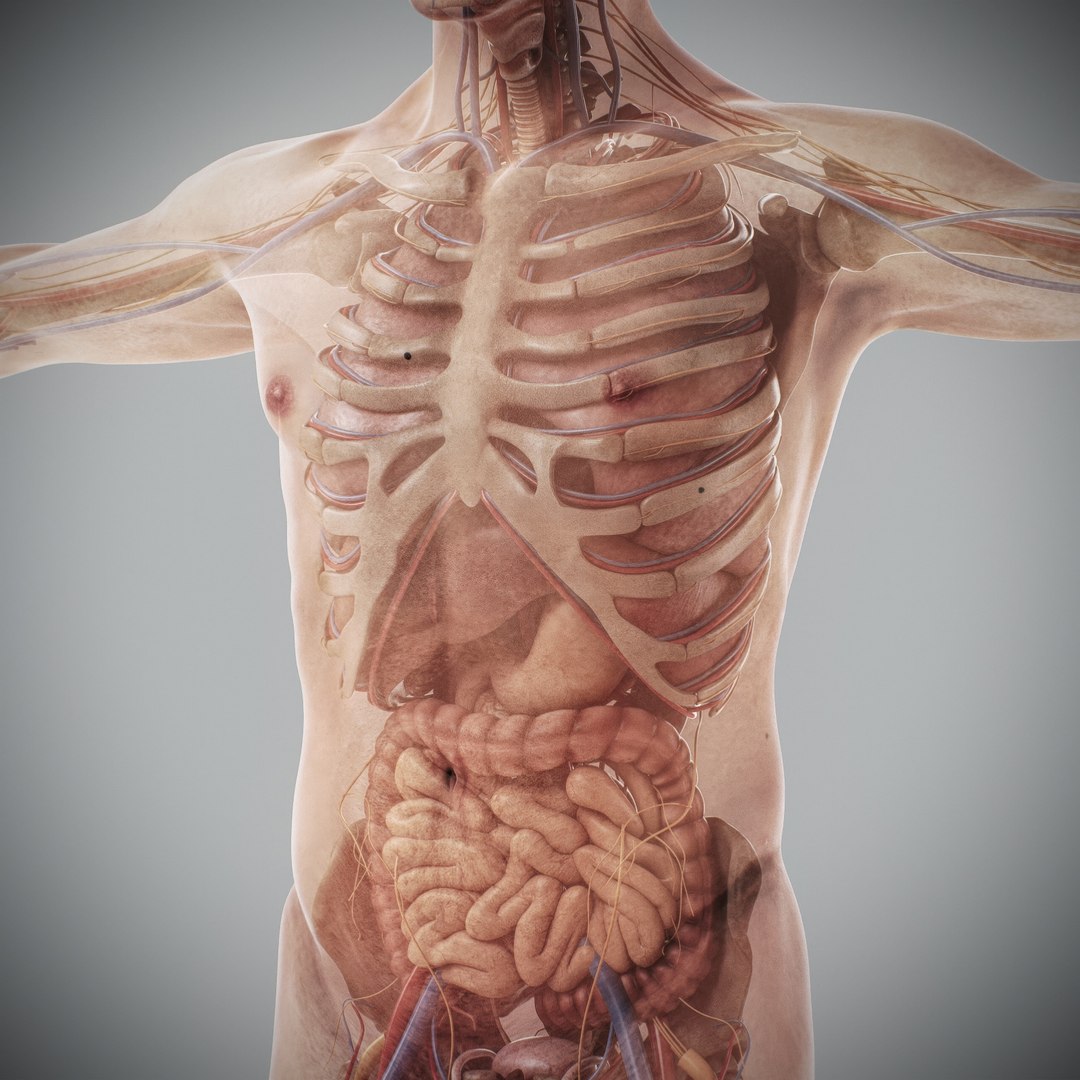 3d https://p.turbosquid.com/ts-thumb/ix/DEmZHd/SQ/humanmaleandfemalecompleteanatomy55/jpg/1748534774/1920x1080/fit_q87/fc3749508c1aaa9a33ce168afef06e05e0fe466e/humanmaleandfemalecompleteanatomy55.jpg