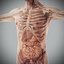 Human Male  Female Complete Anatomy