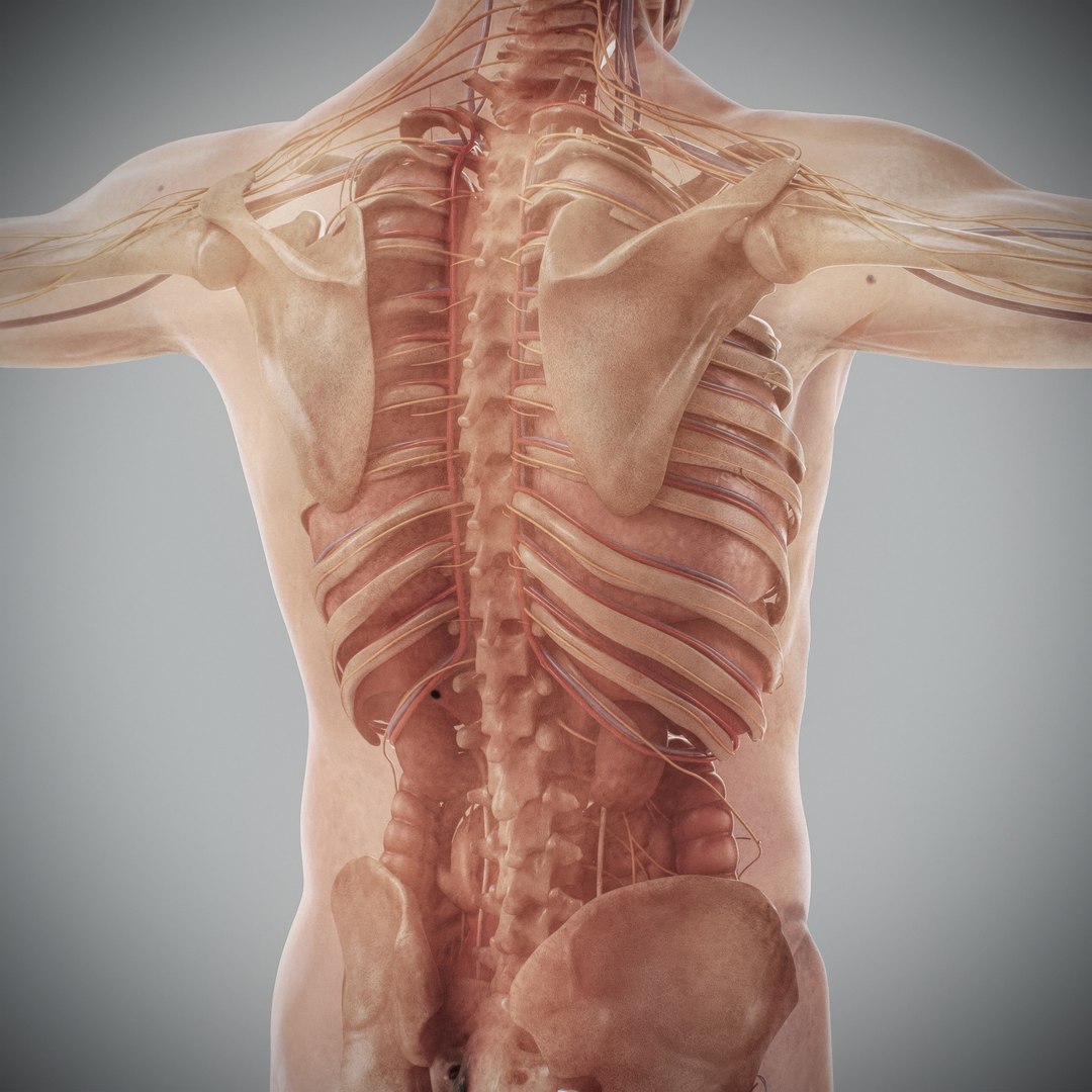 3d https://p.turbosquid.com/ts-thumb/ix/DEmZHd/TY/humanmaleandfemalecompleteanatomy63/jpg/1748534777/1920x1080/fit_q87/327e4c0c78a56fb8dc26902ca700cbb82f83393e/humanmaleandfemalecompleteanatomy63.jpg