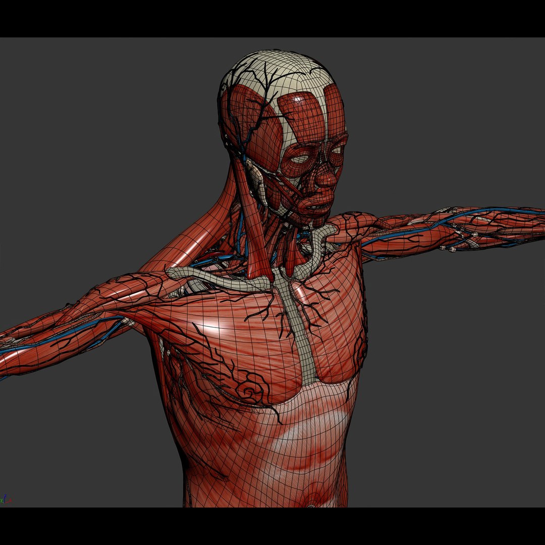 3d https://p.turbosquid.com/ts-thumb/ix/DEmZHd/U6/humanmaleandfemalecompleteanatomy94/jpg/1748534793/1920x1080/fit_q87/0812019f9485747e620d2083c9cf2cd702cc6d44/humanmaleandfemalecompleteanatomy94.jpg