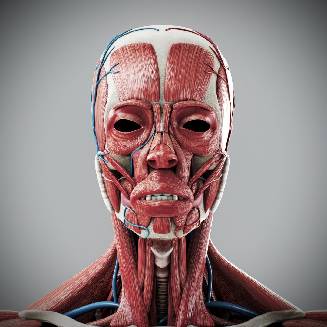 3d https://p.turbosquid.com/ts-thumb/ix/DEmZHd/U8/humanmaleandfemalecompleteanatomy10/jpg/1748534751/1920x1080/fit_q87/ca550329a271e44823ef059f3541822c3508237a/humanmaleandfemalecompleteanatomy10.jpg