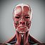 Human Male  Female Complete Anatomy