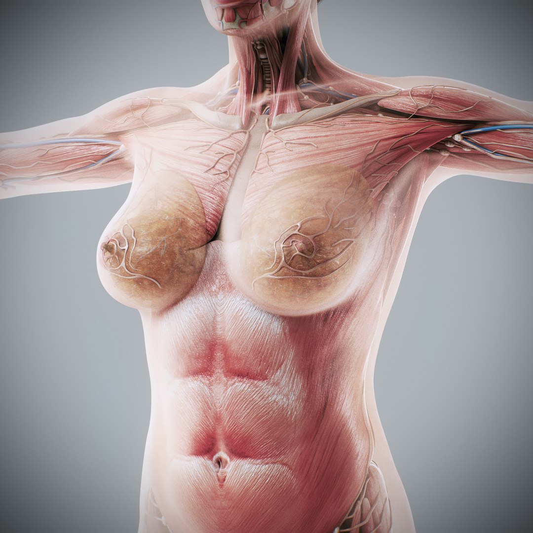 3d https://p.turbosquid.com/ts-thumb/ix/DEmZHd/Un/humanmaleandfemalecompleteanatomy58/jpg/1748534775/1920x1080/fit_q87/fa3614e11b41271284d523fad6a902834067b1dc/humanmaleandfemalecompleteanatomy58.jpg