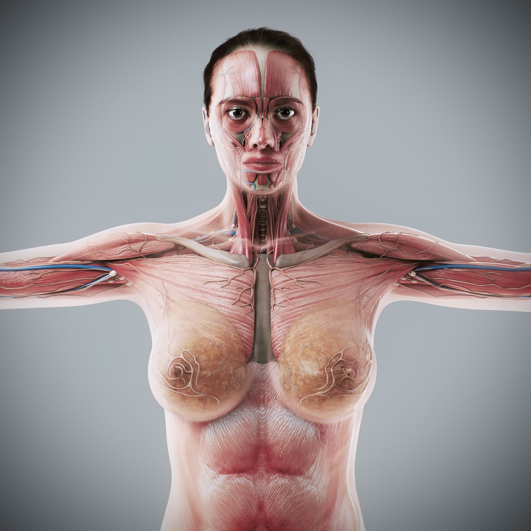 3d https://p.turbosquid.com/ts-thumb/ix/DEmZHd/Ut/humanmaleandfemalecompleteanatomy05/jpg/1748534749/1920x1080/fit_q87/4a35b48269060eb7abdf8305b845764e31aa4b5c/humanmaleandfemalecompleteanatomy05.jpg
