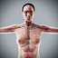 Human Male  Female Complete Anatomy