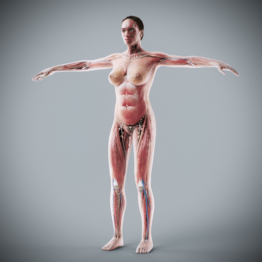 3d https://p.turbosquid.com/ts-thumb/ix/DEmZHd/VE/humanmaleandfemalecompleteanatomy42/jpg/1748534767/1920x1080/fit_q87/06bbe4d1a93b3c2e8cc87da17ca2f26635afe95c/humanmaleandfemalecompleteanatomy42.jpg