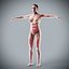Human Male  Female Complete Anatomy