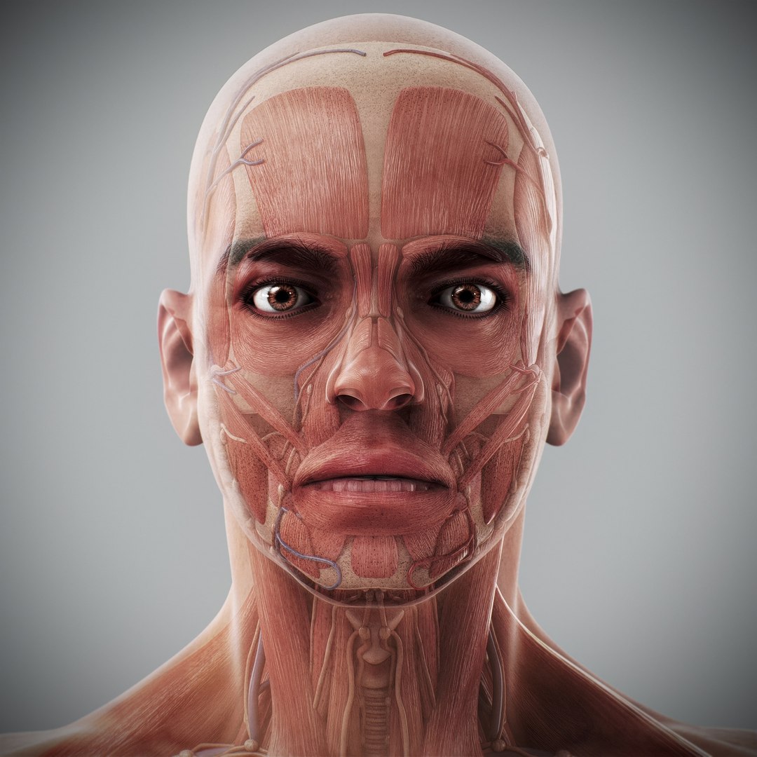 3d https://p.turbosquid.com/ts-thumb/ix/DEmZHd/Vp/humanmaleandfemalecompleteanatomy11/jpg/1748534751/1920x1080/fit_q87/92eaacd7ce2c491017c51d1aa5c5403459a10e59/humanmaleandfemalecompleteanatomy11.jpg