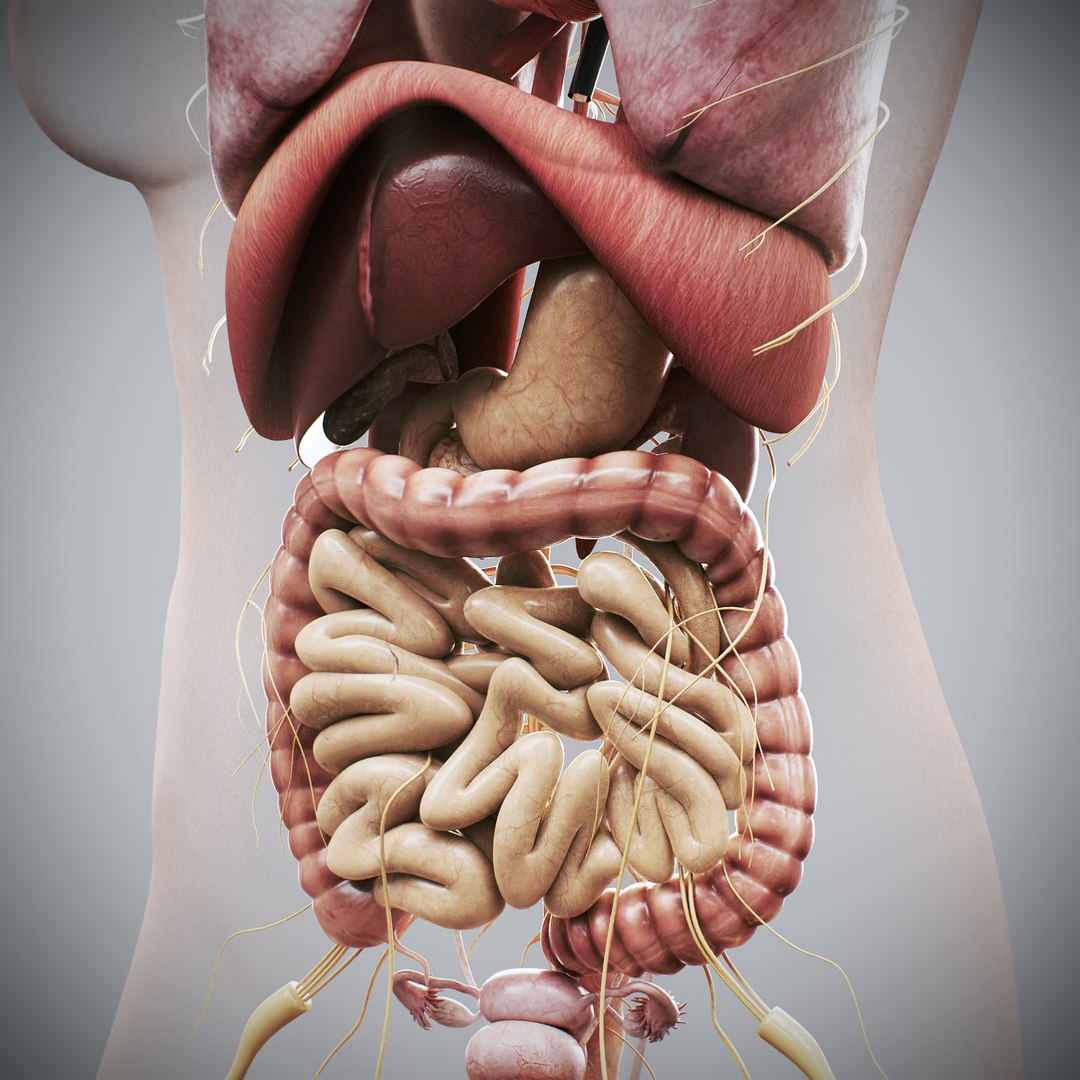 3d https://p.turbosquid.com/ts-thumb/ix/DEmZHd/Wm/humanmaleandfemalecompleteanatomy36/jpg/1748534764/1920x1080/fit_q87/c384ff5830c8d626eab1f618ddc83656ac36c760/humanmaleandfemalecompleteanatomy36.jpg