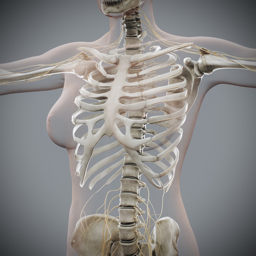 3d https://p.turbosquid.com/ts-thumb/ix/DEmZHd/Xw/humanmaleandfemalecompleteanatomy60/jpg/1748534776/1920x1080/fit_q87/a574555a44ed6d79b0d4c2bbb21d90c673ee7f99/humanmaleandfemalecompleteanatomy60.jpg