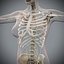 Human Male  Female Complete Anatomy
