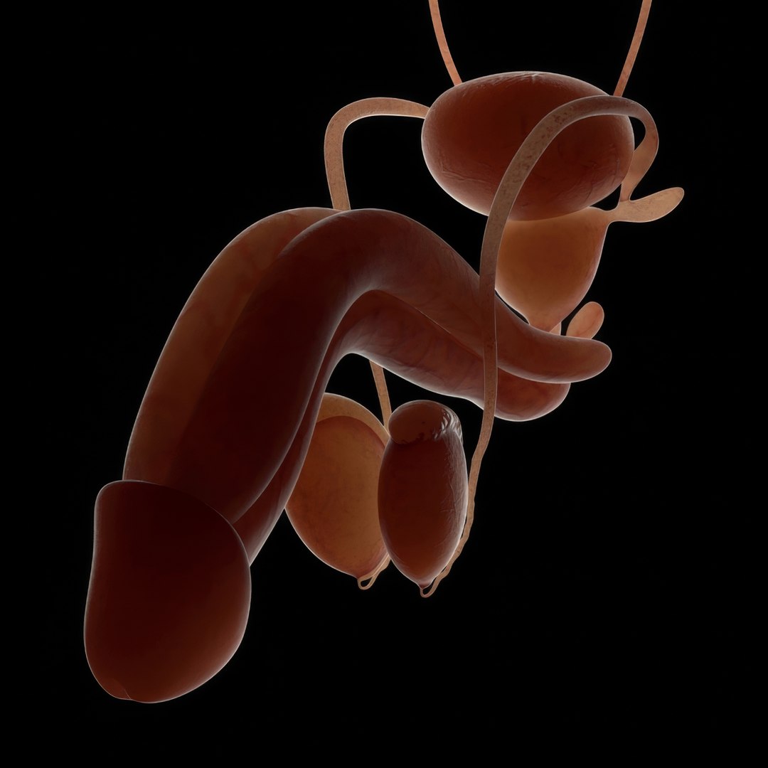 3d https://p.turbosquid.com/ts-thumb/ix/DEmZHd/YD/humanmaleandfemalecompleteanatomy99/jpg/1748534795/1920x1080/fit_q87/70305e02d7f82be3e77f7e55b05708fdb0266337/humanmaleandfemalecompleteanatomy99.jpg