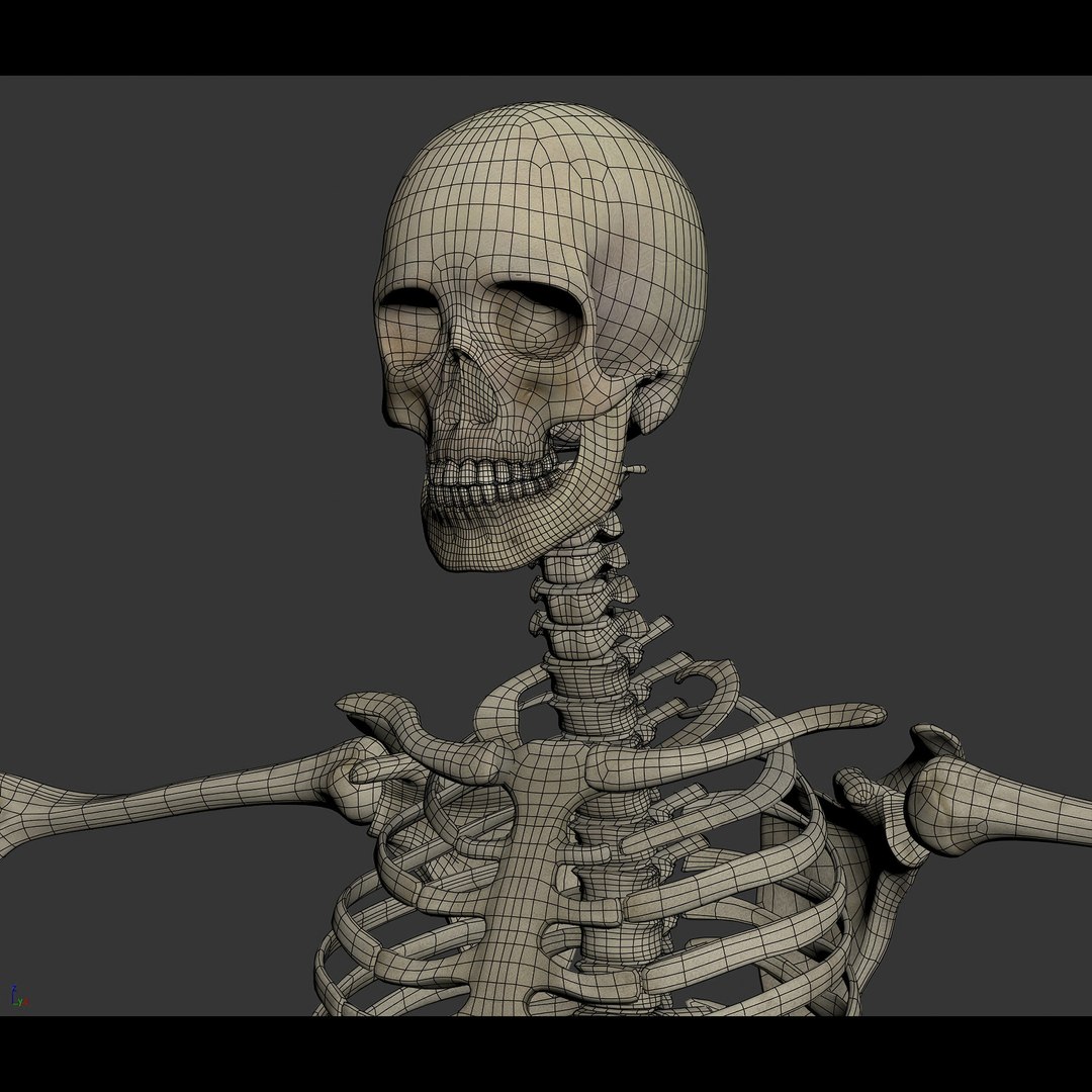 3d https://p.turbosquid.com/ts-thumb/ix/DEmZHd/YK/humanmaleandfemalecompleteanatomy31/jpg/1748534762/1920x1080/fit_q87/0b8ecac6fe8275a83ae5a9a7177a09dcd0e9a057/humanmaleandfemalecompleteanatomy31.jpg