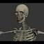 Human Male  Female Complete Anatomy
