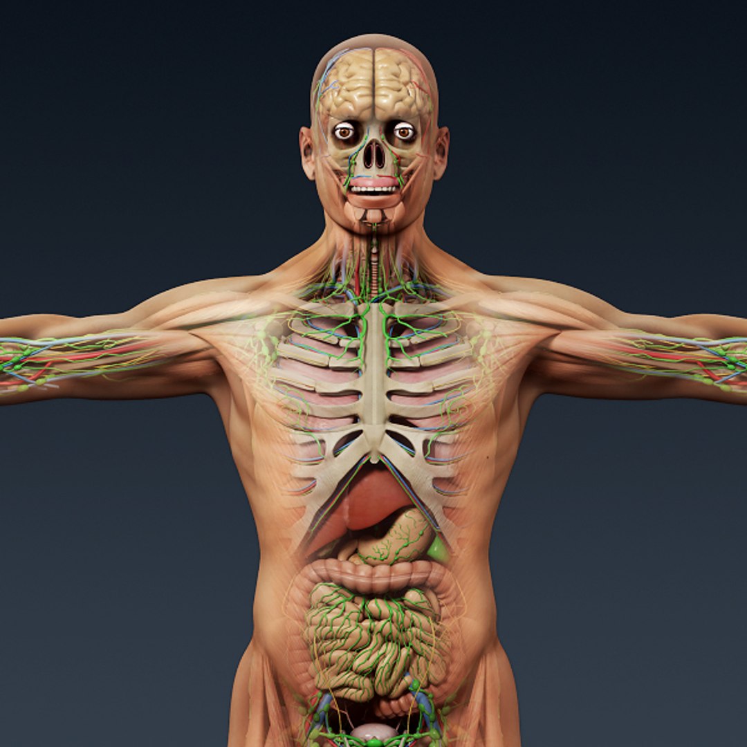 Трясется внутри тела. Анатомия человека. Человеческий скелет с органами.