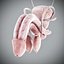 Human Male  Female Complete Anatomy