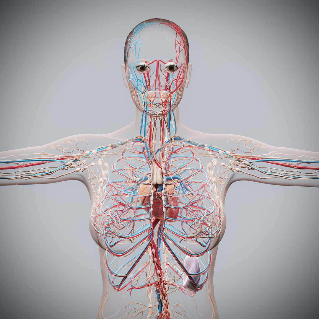3d https://p.turbosquid.com/ts-thumb/ix/DEmZHd/c9/humanmaleandfemalecompleteanatomy07/jpg/1748534750/1920x1080/fit_q87/7b604b3b3d31630c265d8f9018a66bd0ce61f9c9/humanmaleandfemalecompleteanatomy07.jpg