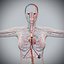Human Male  Female Complete Anatomy