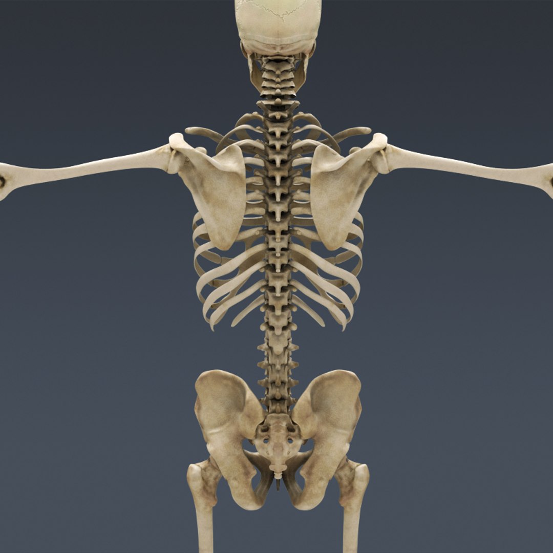 Bone 3d. Скелет человека анатомия 3д кости. Скелет со спины. Поясница скелет.
