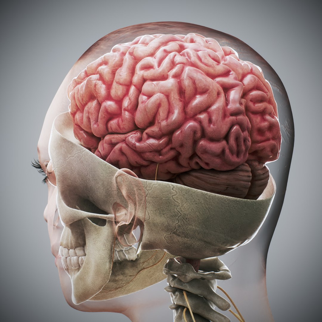 3d https://p.turbosquid.com/ts-thumb/ix/DEmZHd/cv/humanmaleandfemalecompleteanatomy40/jpg/1748534766/1920x1080/fit_q87/e2dcb0f8d59d98d287a9a45af60be05e0a426a23/humanmaleandfemalecompleteanatomy40.jpg