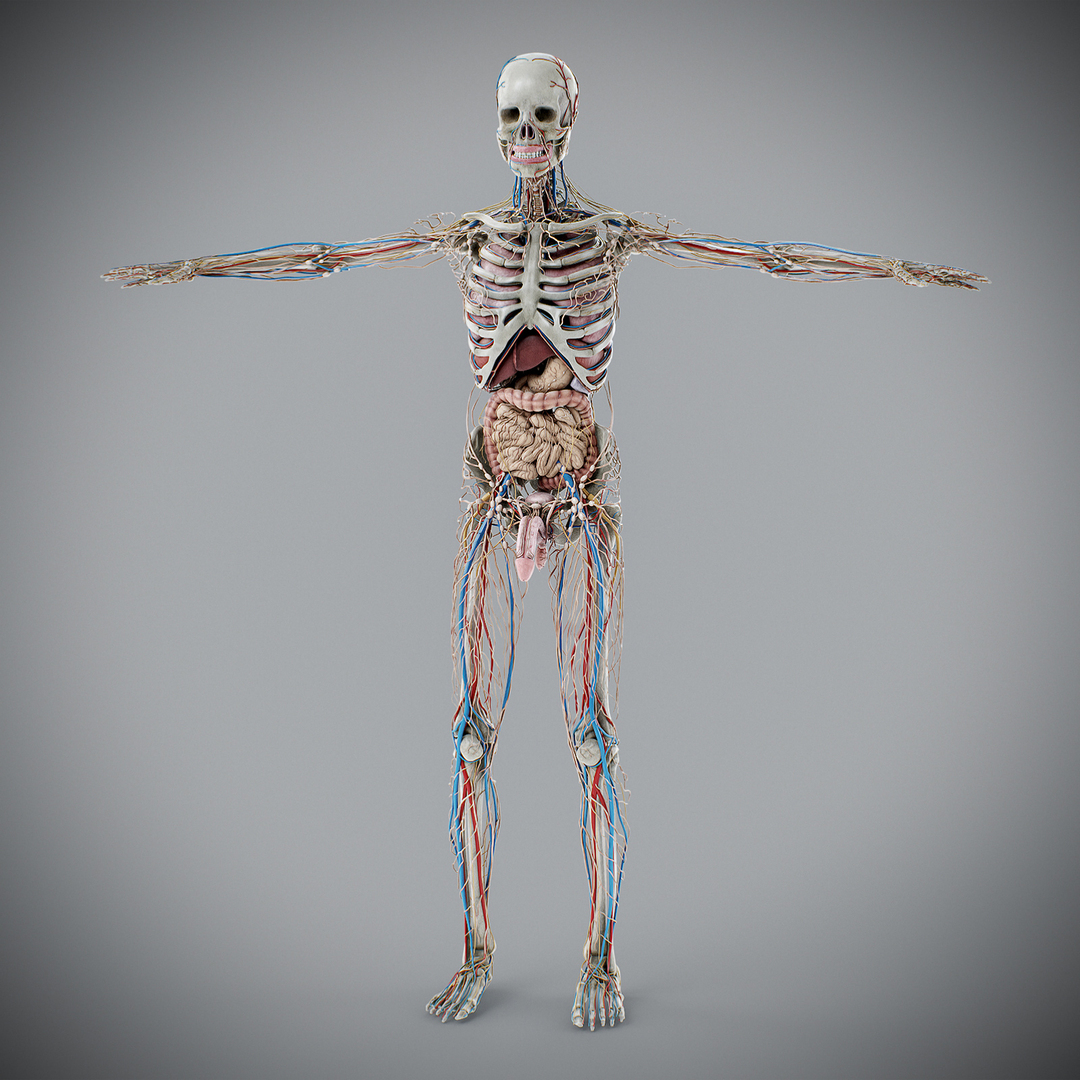 3d https://p.turbosquid.com/ts-thumb/ix/DEmZHd/dL/maleanatomy/jpg/1748534711/1920x1080/turn_fit_q99/74f5d138904124e6e962117a9ff654cc711ff979/maleanatomy-1.jpg