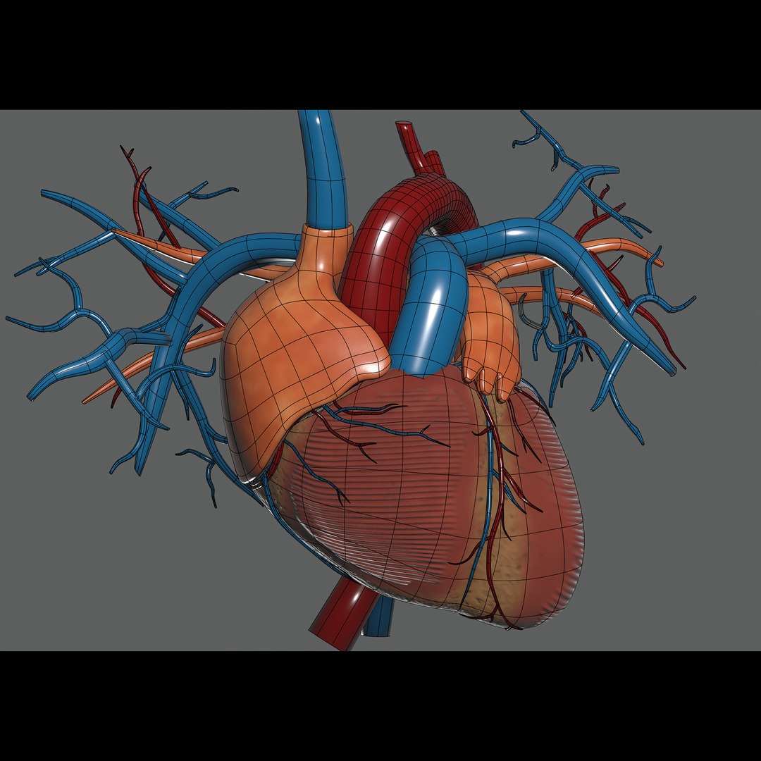 3d https://p.turbosquid.com/ts-thumb/ix/DEmZHd/fJ/humanmaleandfemalecompleteanatomy38/jpg/1748534765/1920x1080/fit_q87/dd5d68674868adae3a72a48b31a7b94d2429e7bf/humanmaleandfemalecompleteanatomy38.jpg