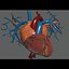 Human Male  Female Complete Anatomy
