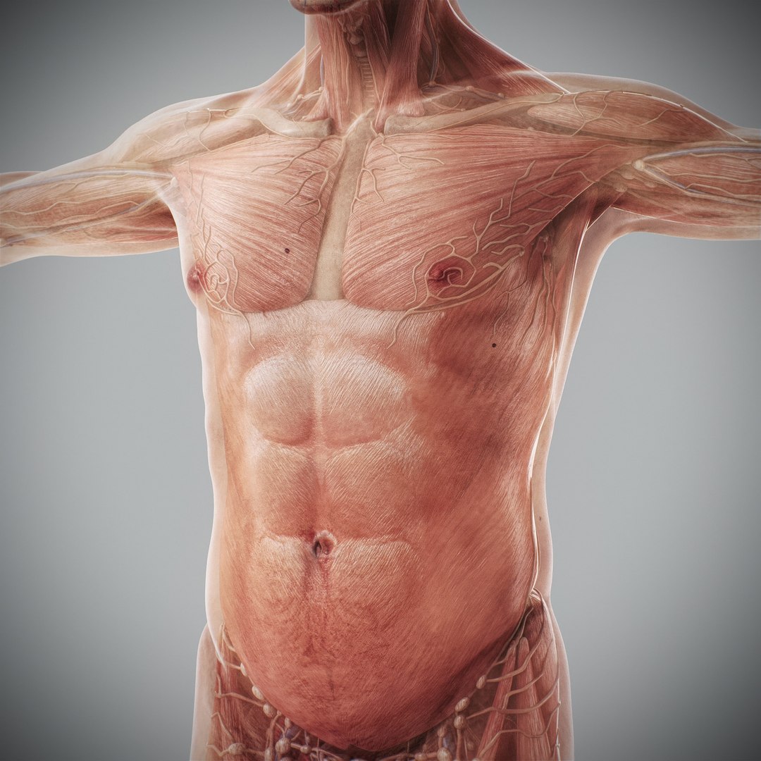 3d https://p.turbosquid.com/ts-thumb/ix/DEmZHd/gf/humanmaleandfemalecompleteanatomy53/jpg/1748534772/1920x1080/fit_q87/540b1f7bbf58e1a12a712c7d6495b8bcef5f1c7b/humanmaleandfemalecompleteanatomy53.jpg