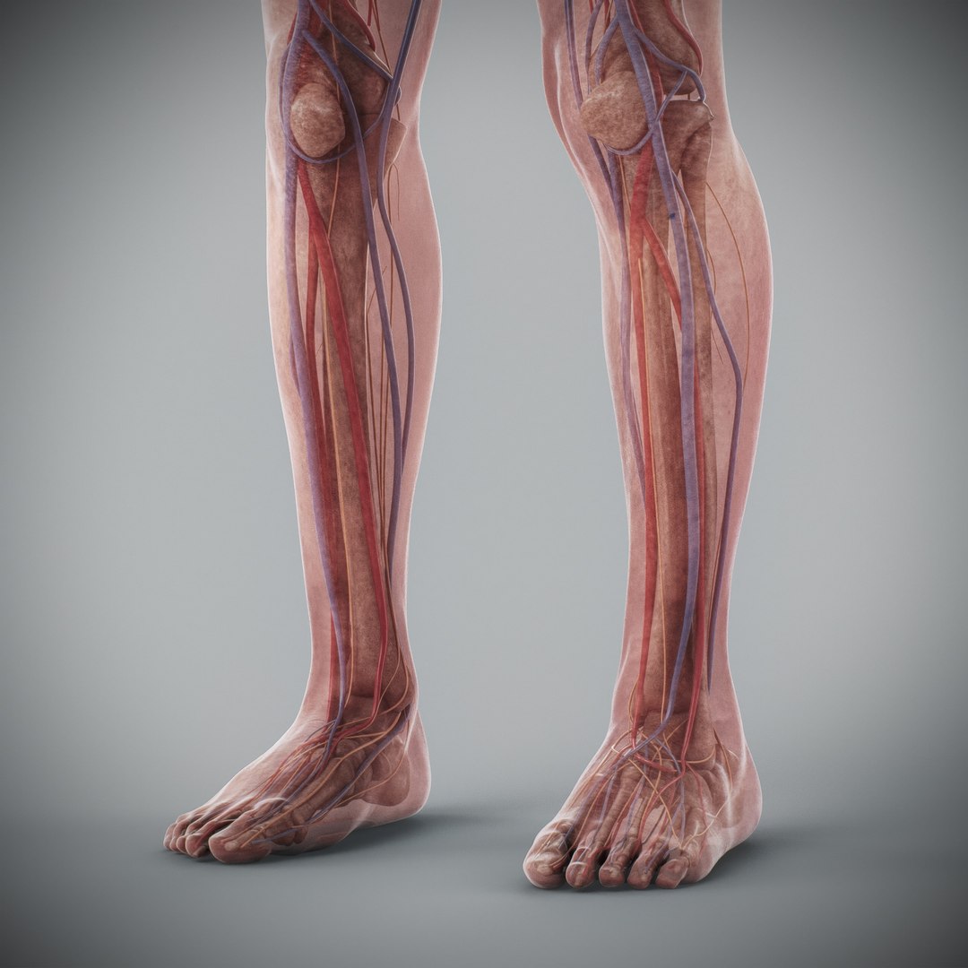 3d https://p.turbosquid.com/ts-thumb/ix/DEmZHd/hZ/humanmaleandfemalecompleteanatomy81/jpg/1748534786/1920x1080/fit_q87/338f4c935a0326547deb9a6179aaaba11ff6dbad/humanmaleandfemalecompleteanatomy81.jpg