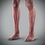 Human Male  Female Complete Anatomy