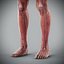 Human Male  Female Complete Anatomy