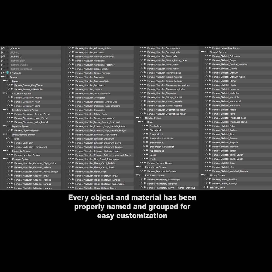 3d https://p.turbosquid.com/ts-thumb/ix/DEmZHd/kI/humanmaleandfemalecompleteanatomy34/jpg/1748534763/1920x1080/fit_q87/aea14db8bf72dbe2ad817a77567191e4f84c9453/humanmaleandfemalecompleteanatomy34.jpg