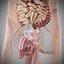 Human Male  Female Complete Anatomy