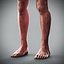 Human Male  Female Complete Anatomy