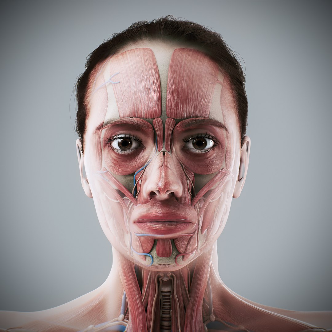 3d https://p.turbosquid.com/ts-thumb/ix/DEmZHd/nk/humanmaleandfemalecompleteanatomy12/jpg/1748534752/1920x1080/fit_q87/b825e31df6b5ca7c10f70c9e9500a49f977aae62/humanmaleandfemalecompleteanatomy12.jpg