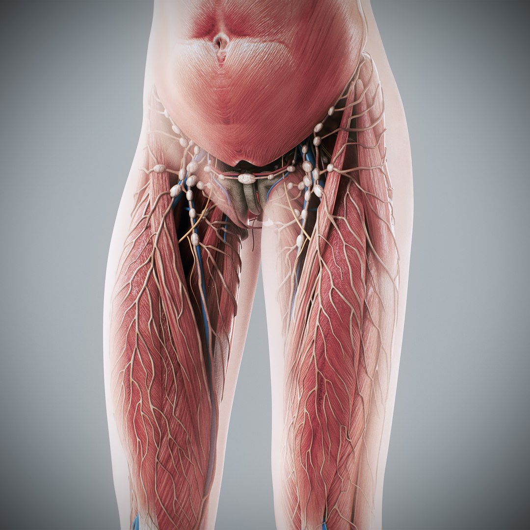 3d https://p.turbosquid.com/ts-thumb/ix/DEmZHd/pE/humanmaleandfemalecompleteanatomy73/jpg/1748534783/1920x1080/fit_q87/22de4dfc486ed0fb78585c99427840963a2f5058/humanmaleandfemalecompleteanatomy73.jpg
