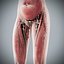Human Male  Female Complete Anatomy