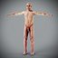 Human Male  Female Complete Anatomy