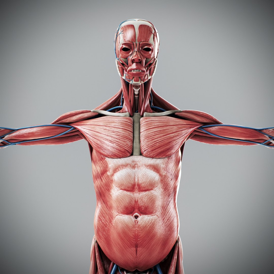 3d https://p.turbosquid.com/ts-thumb/ix/DEmZHd/s7/humanmaleandfemalecompleteanatomy26/jpg/1748534759/1920x1080/fit_q87/dfa8c00ca272736a48271b44955a672dbdb82c4c/humanmaleandfemalecompleteanatomy26.jpg
