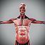 Human Male  Female Complete Anatomy