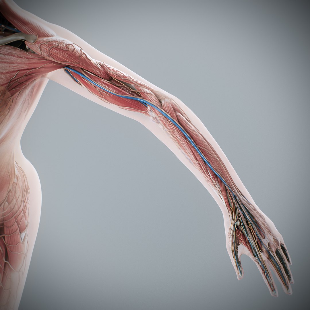 3d https://p.turbosquid.com/ts-thumb/ix/DEmZHd/uE/humanmaleandfemalecompleteanatomy92/jpg/1748534792/1920x1080/fit_q87/671e747dcd89faacc5b542d2ba0a517549ac3d33/humanmaleandfemalecompleteanatomy92.jpg