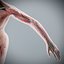 Human Male  Female Complete Anatomy